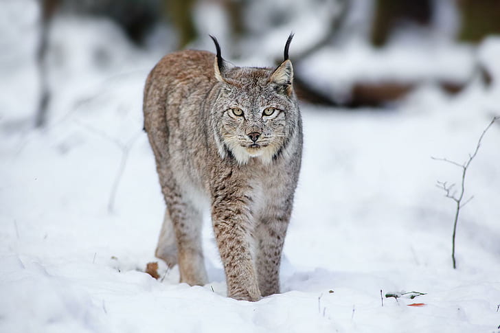 Cats Lynx Animals Winter Snow HD Desktop, HD wallpaper