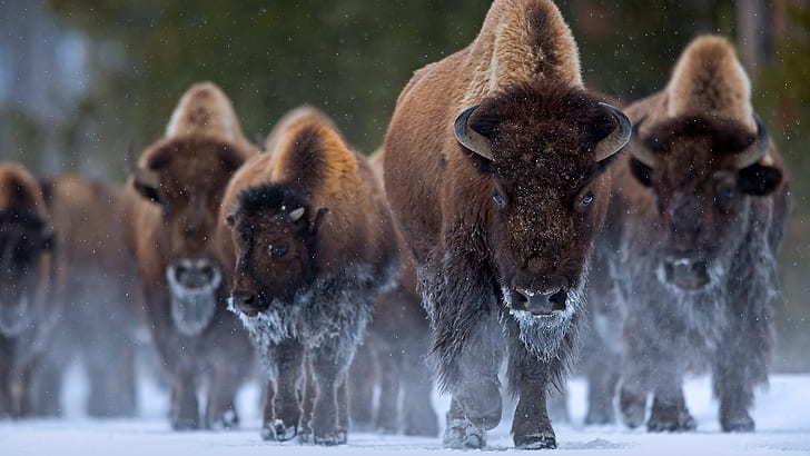 Animal, American Bison, Wildlife, Yellowstone