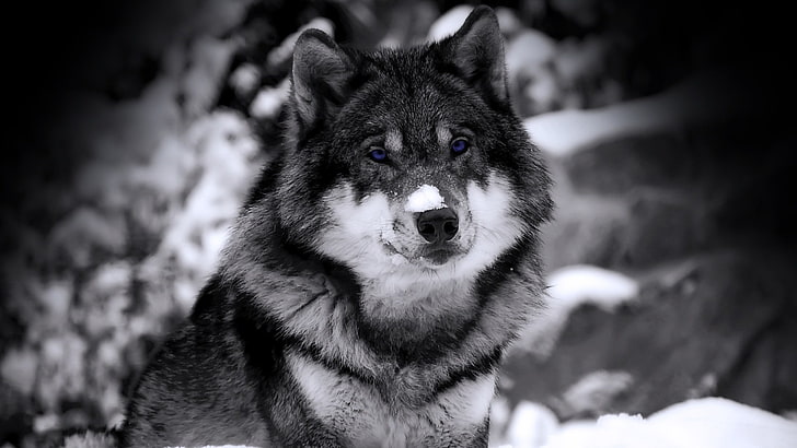 wolf, selective coloring, animals, one animal, animal themes, HD wallpaper