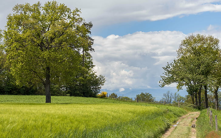 pathway between green grass and trees under white clouds during daytime, campagne, campagne, HD wallpaper