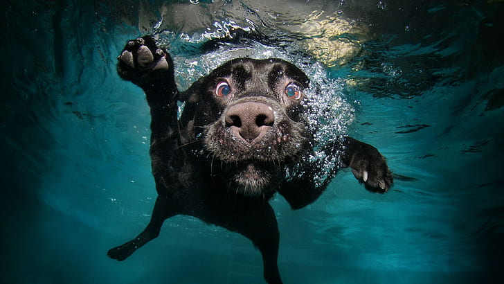 underwater, swimming pool, bubbles, nature, legs, dog, black