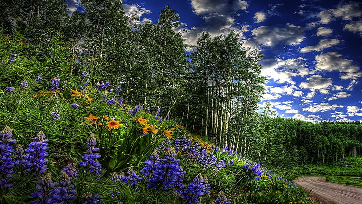 At The Side Of The Road, trees, country, hillside, lupines, wildflowers, HD wallpaper