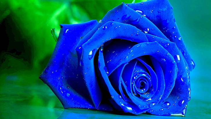 Blue Rose, Flowers, 1920x1080, 4k pics