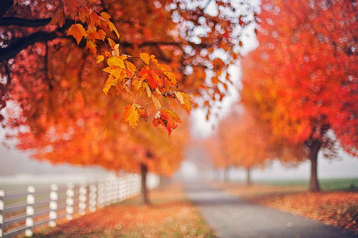 brown leafed trees, outdoors, fall, leaves, depth of field, autumn, HD wallpaper