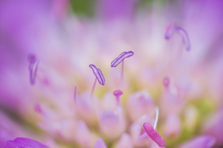 purple and pink flower in micro photography, microcosmos, Blume