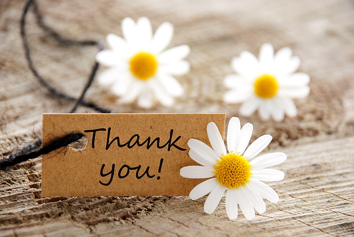 white daisy flowers and thank you tag, map, chamomile, daisies