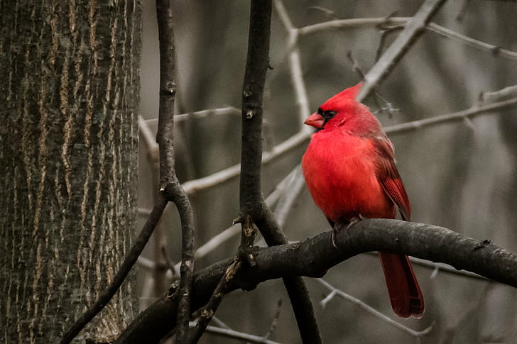 red Cardinal bird on tree twig, Michigan, United States