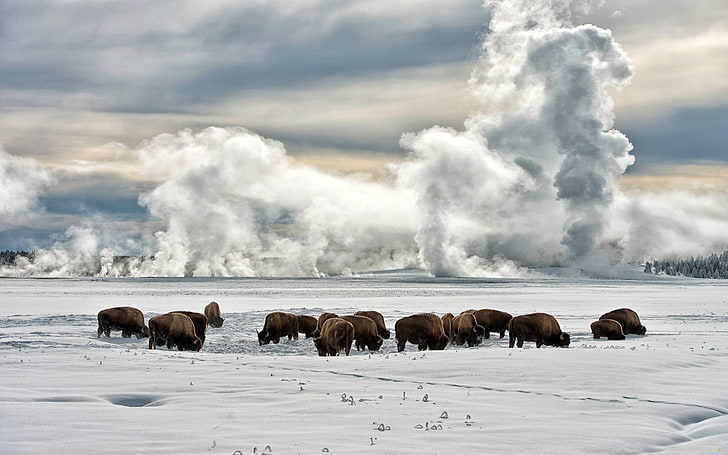 litter of brown bears, nature, landscape, winter, snow, clouds