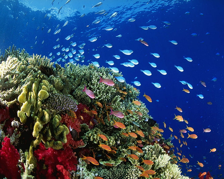 school of fish, nature, landscape, sea, animals, plants, underwater, HD wallpaper