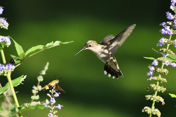 selective photo of humming bird near insect, hummingbird, hummingbird, moth, hummingbird, hummingbird, moth, HD wallpaper