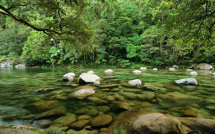 Daintree National Park Queensland Rainforest Australia Mossman River Wallpaper Hd For Mobile Tablet 2560×1600