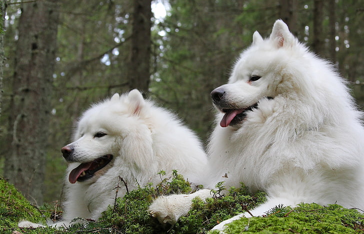 two adult white Samoyed, dogs, couple, laika, pets, animal, purebred Dog, HD wallpaper