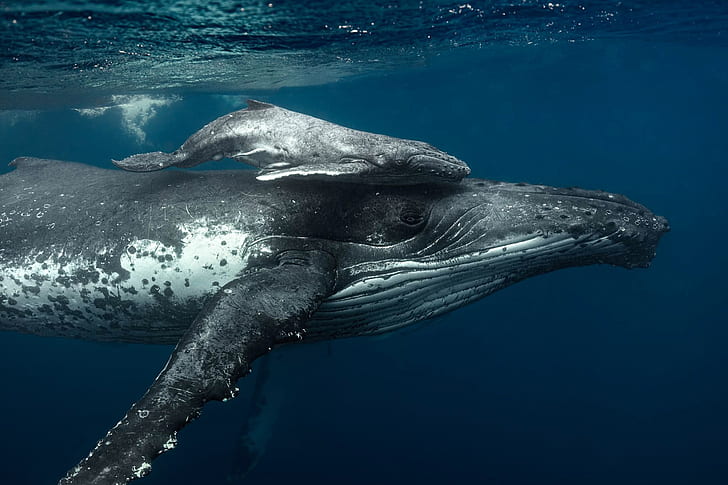 baby humpback whale size