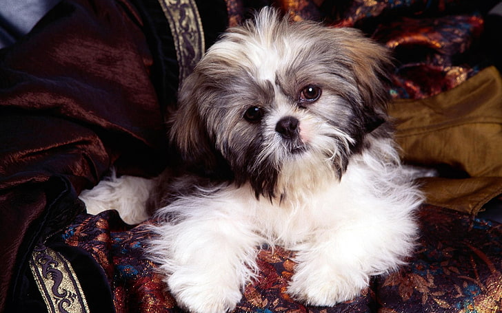 tricolor shih tzu puppy, dog, sit, chair, pets, purebred Dog, HD wallpaper