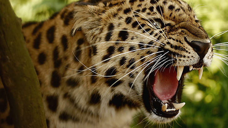 A Loud Roar, cheetah animal, nature, whiskers, spots, teeth, jaguar