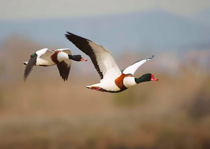 two black and white duck flying at daytime, taro, shelduck, tadorna tadorna, blanco, taro, shelduck, tadorna tadorna, blanco