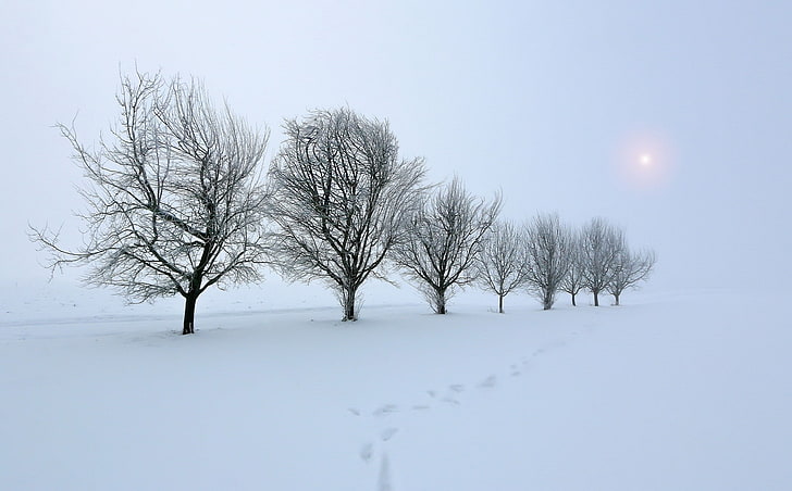 trees, snow, winter, nature, landscape, mist, field, cold temperature, HD wallpaper