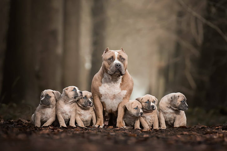 Dogs, Pit Bull, Baby Animal, Depth Of Field, Pet, Puppy, animal themes