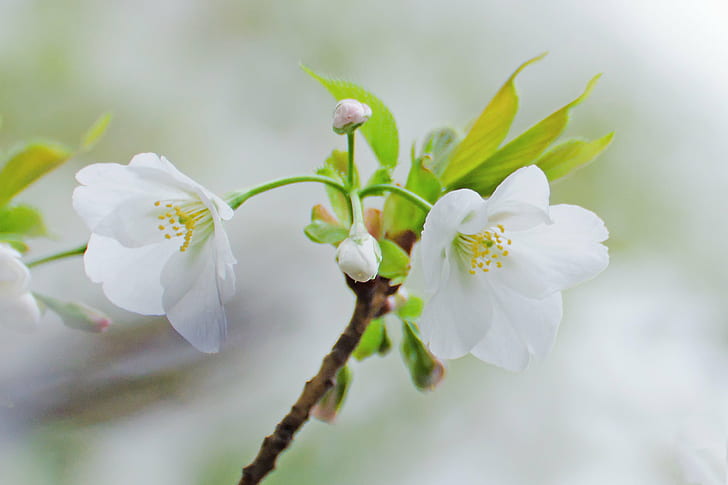two white petaled flowers on selective focus photography, Cherry Blossoms
