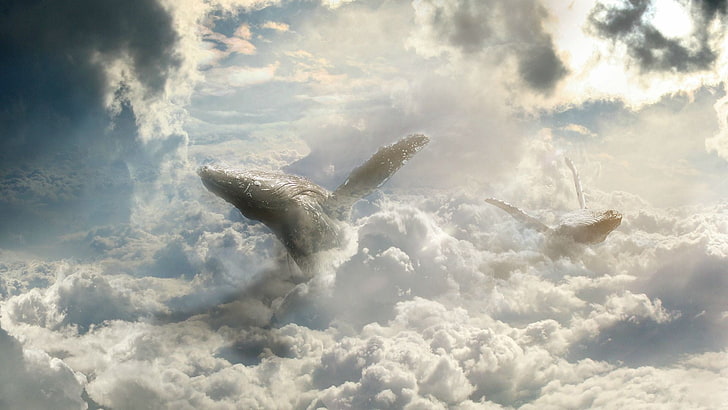 whale on clouds fan art, fantasy art, sky, cloud - sky, animals in the wild