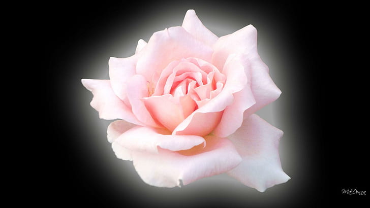 Pink Shadow Rose, firefox persona, black, flower, widescreen