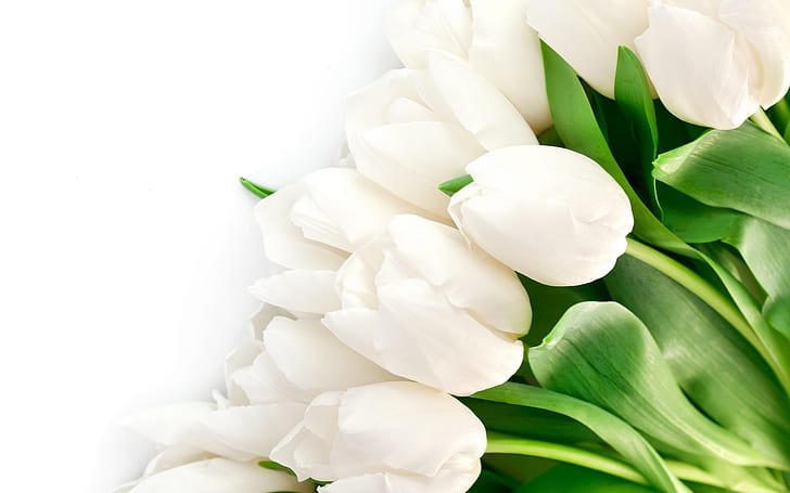 White tulips flowers, leaves, white tulip bouquet