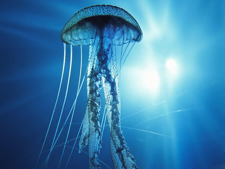 HD wallpaper: gray jellyfish, underwater, Pacific Ocean, nature ...