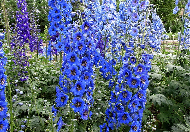 blue larkspur flowers, delphinium, bright, colorful, fresh herbs, HD wallpaper