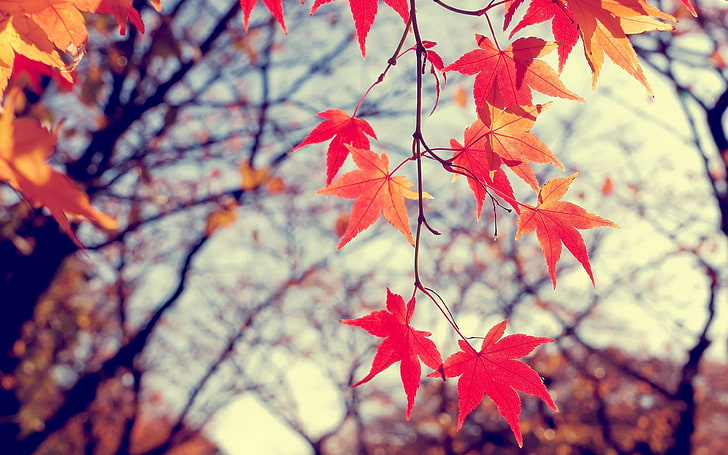 orange leafed trees, shallow focus photography of red and orange maple leaves