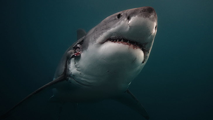shark illustration, predator, underwater, animal, sea, nature, HD wallpaper