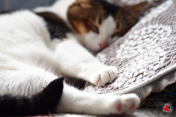 selective focus photography of white, black, and brown cat sleeping on gray floral pillow, HD wallpaper