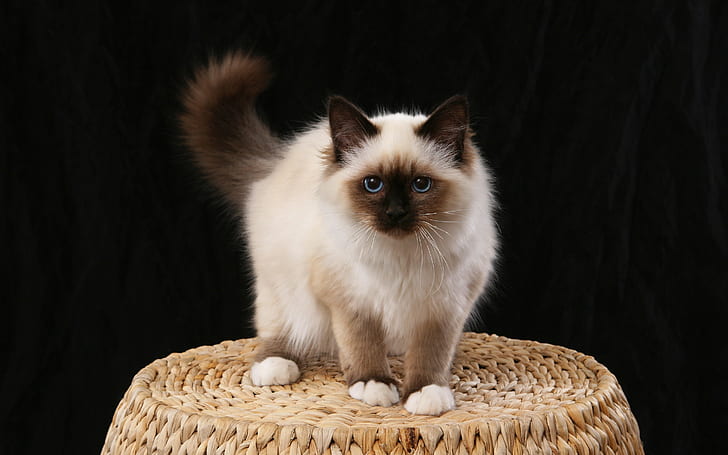 Little Birman Cat, tiny, fluffy