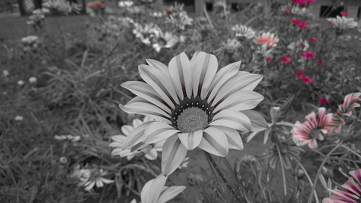 selective coloring, flowers, HD wallpaper