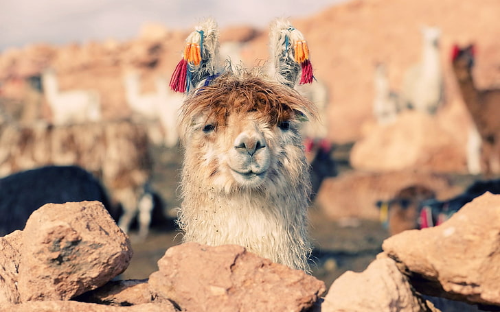Alpacas 1080P, 2K, 4K, 5K HD wallpapers free download | Wallpaper Flare