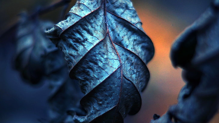 blue plant leaf, photography, leaves, nature, filter, depth of field