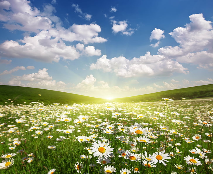 Picture of a daisy flower field 1080P, 2K, 4K, 5K HD wallpapers free downlo...