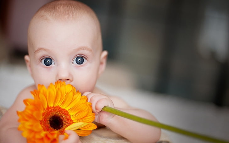 Babes Of Beauty Eyes, orange Gerbera daisy flower, Baby, saffron, HD wallpaper
