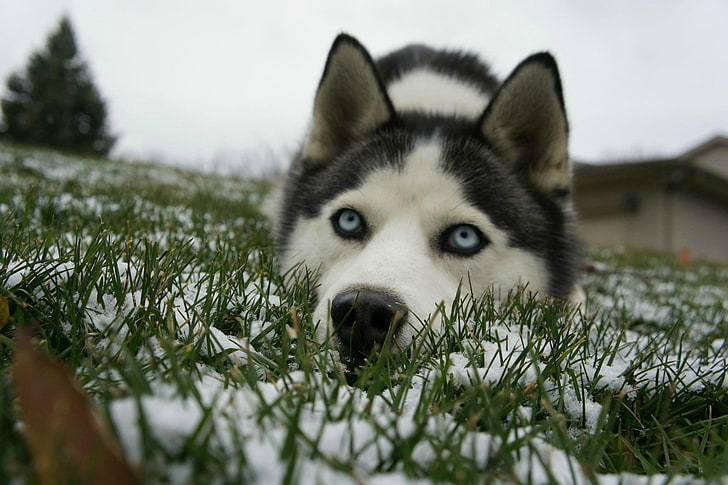 Siberian Husky, blue eyes, snow, animals, dog, one animal, mammal, HD wallpaper