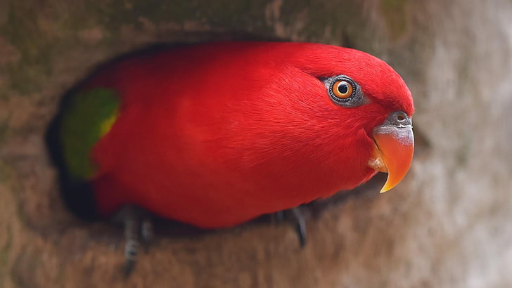 red, beak, bird, parrot, fauna, lorikeet, close up, lovebird, HD wallpaper