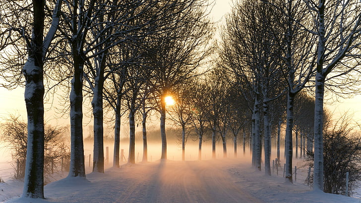 road, winter, pathway, trees, sunset