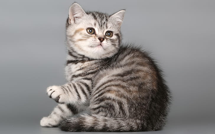 British Shorthair Kitten, kitty, HD wallpaper