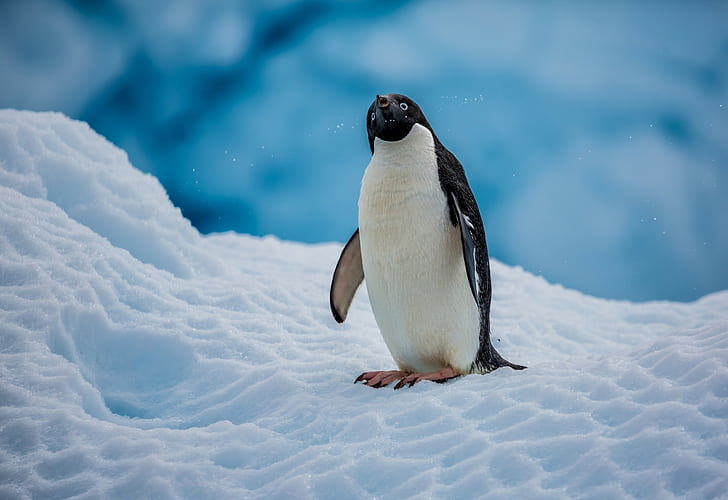 penguins, nature, ice, snow, animals, birds, HD wallpaper