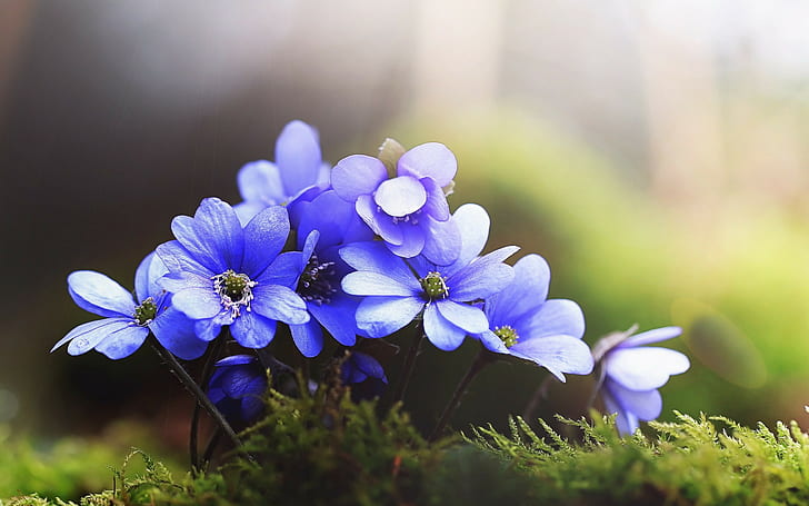 macro, flowers, grass, nature, blue flowers
