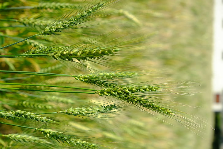 green grasses surface, FUJIFILM X-T1, FUJINON, F2.8, OIS, nature, HD wallpaper