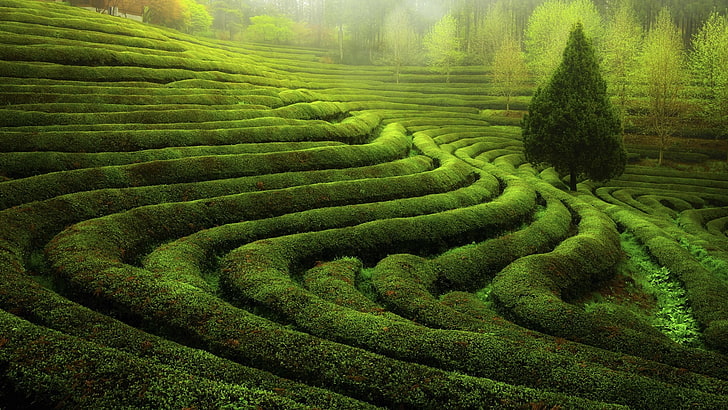 Alpine green tea-Windows 10 HD Wallpaper, green grass maze, agriculture HD wallpaper