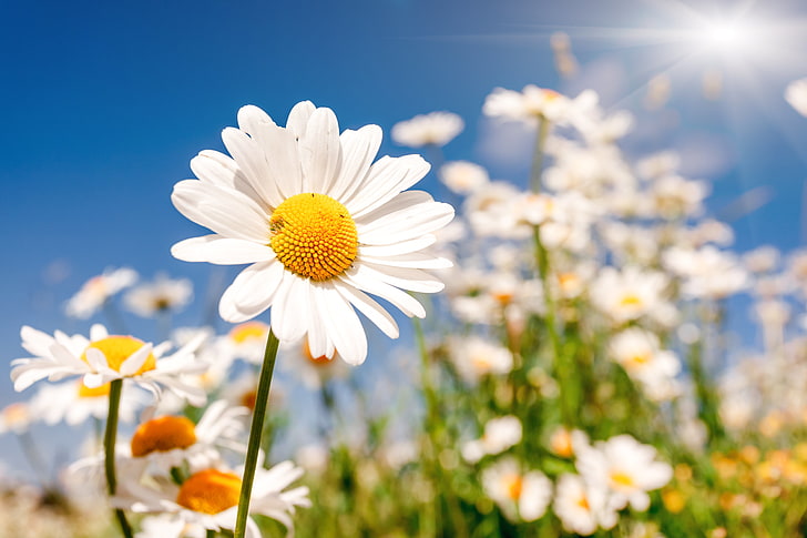 white daisy flowers, field, chamomile, nature, summer, chamomile Plant, HD wallpaper