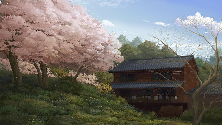 pink sakura trees near the wooden house painting, nature, drawing