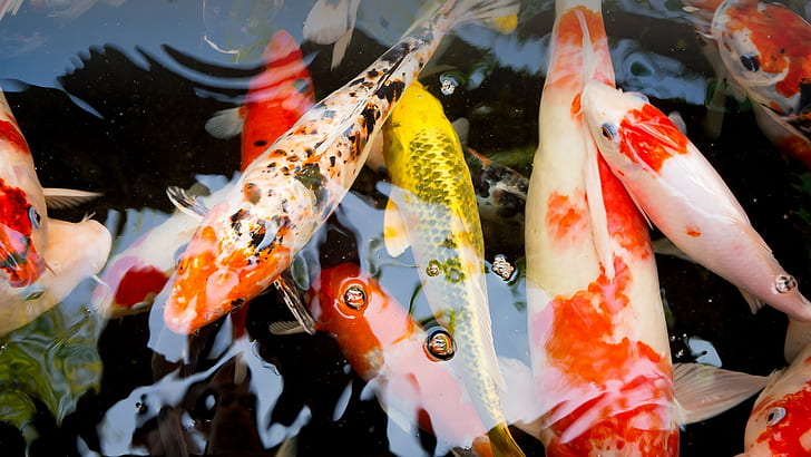 Japanese Koi Fish Art Wallpapers  Top Free Japanese Koi Fish Art  Backgrounds  WallpaperAccess