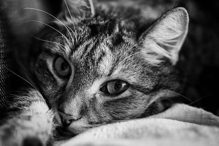 greyscale photo of a tabby cat, Lilly, cat  Cat, Katze, schwarzweiß