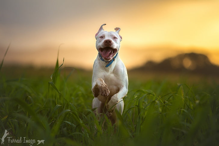 white and black American Pit Bull Terrier, photography, nature